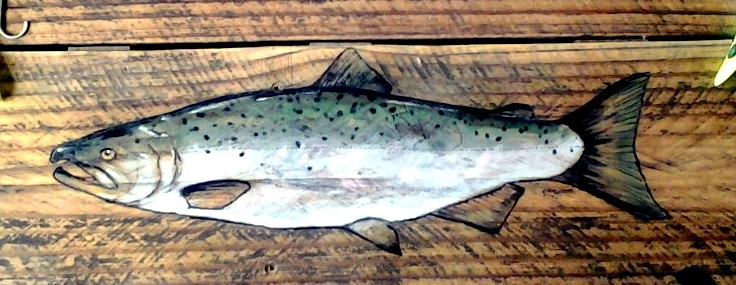 king salmon chinook(3)