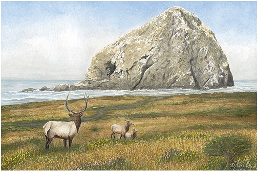 Sugarloaf Island on the Lost Coast