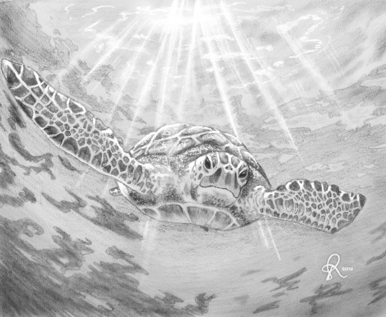 Turtle 