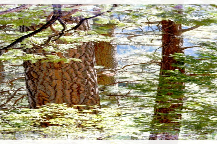 trees 2