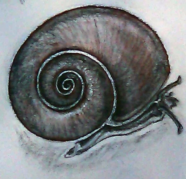 Snail Drawing
