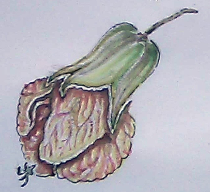 Chinese Lantern Watercolor