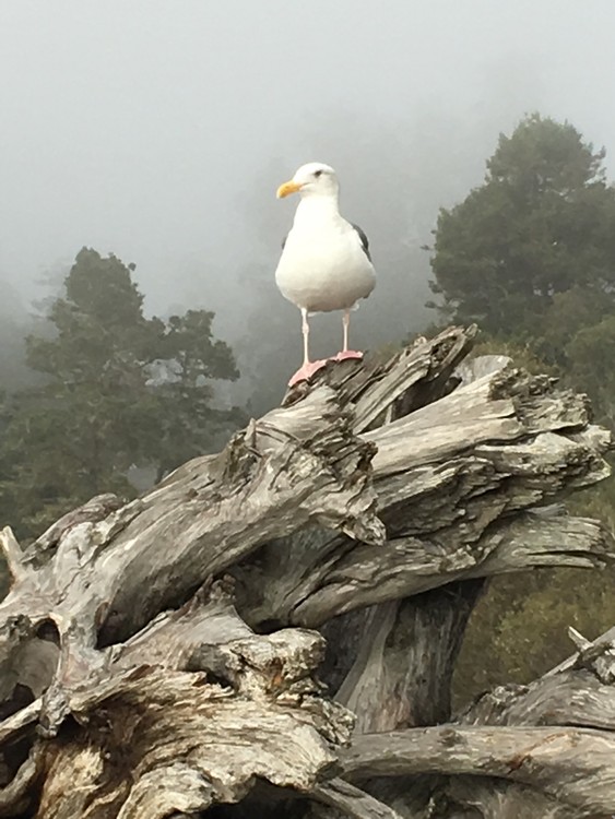 Seagull at Van Dame