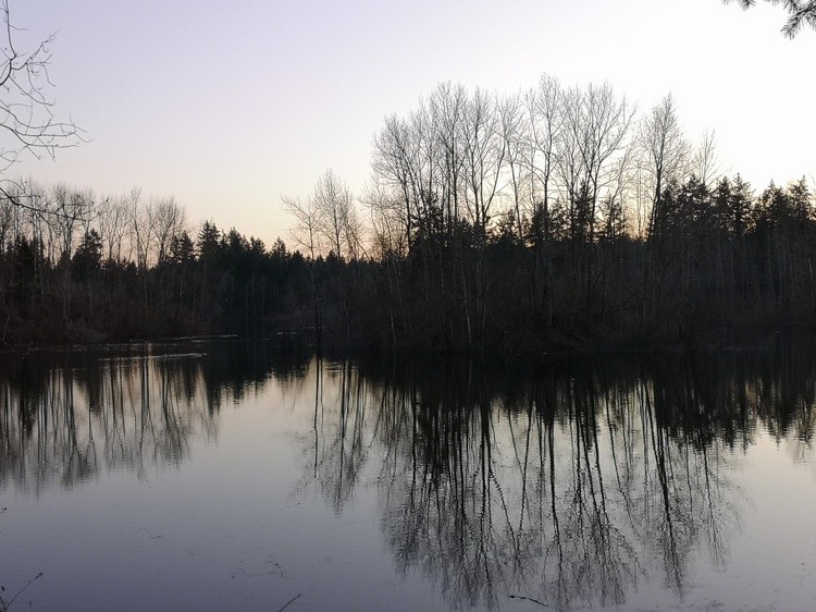 Brookswood Pond