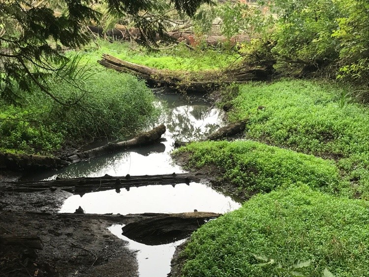 a stream