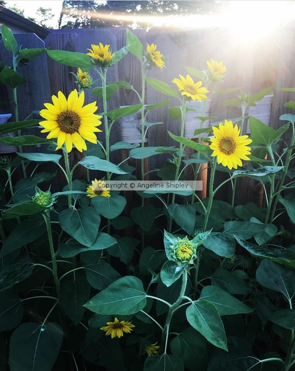 Sunflowers