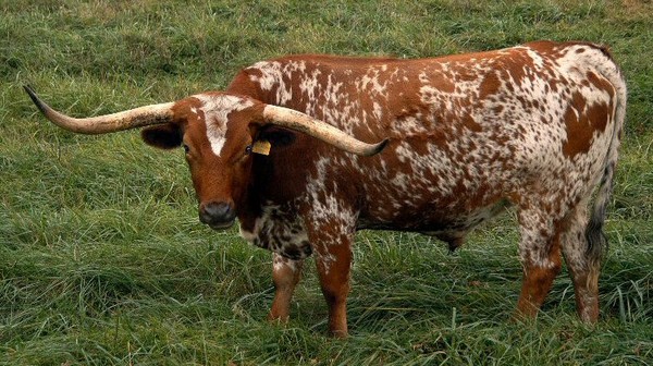 Texas Longhorn Checks YOU Out