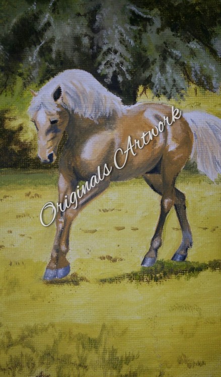 Palomino Stallion.