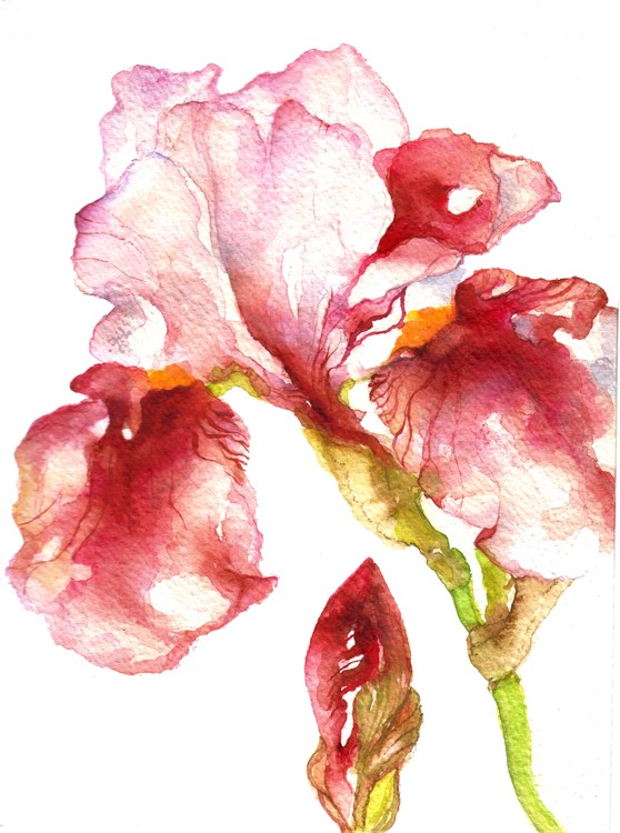 Iris 2