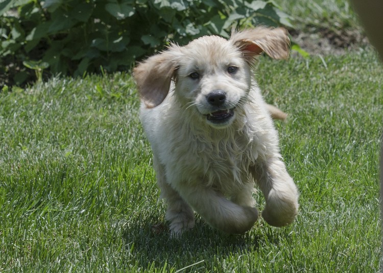 Golden Romp