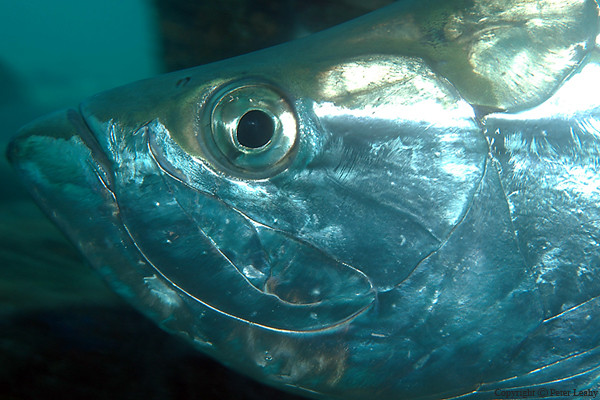 Tarpon