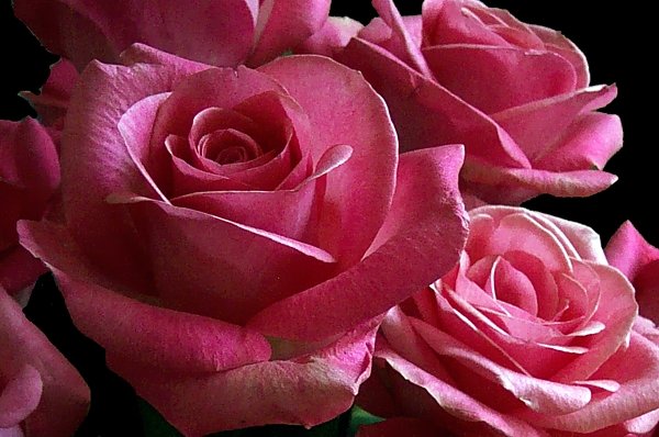 Roses