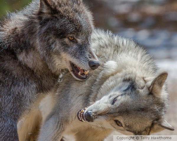 wolf_041413_1