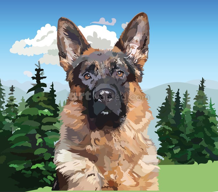 German Shepherd