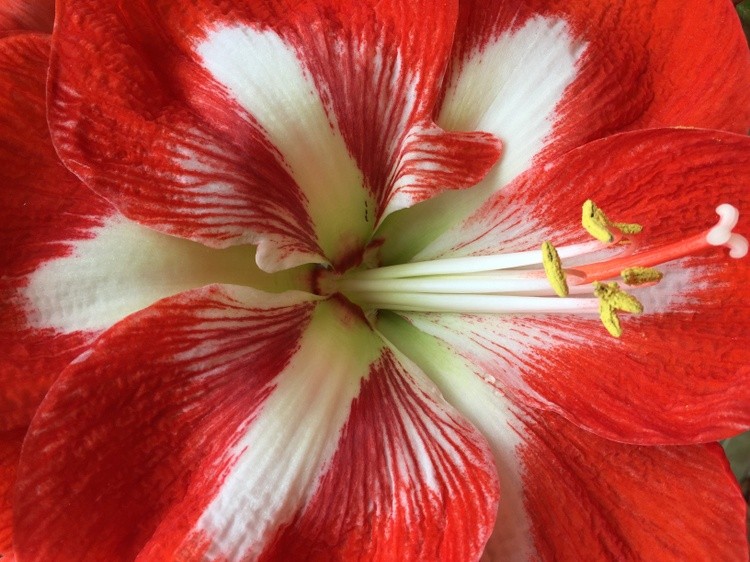Red & White
