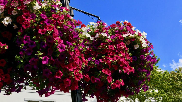 Suspended Flowers