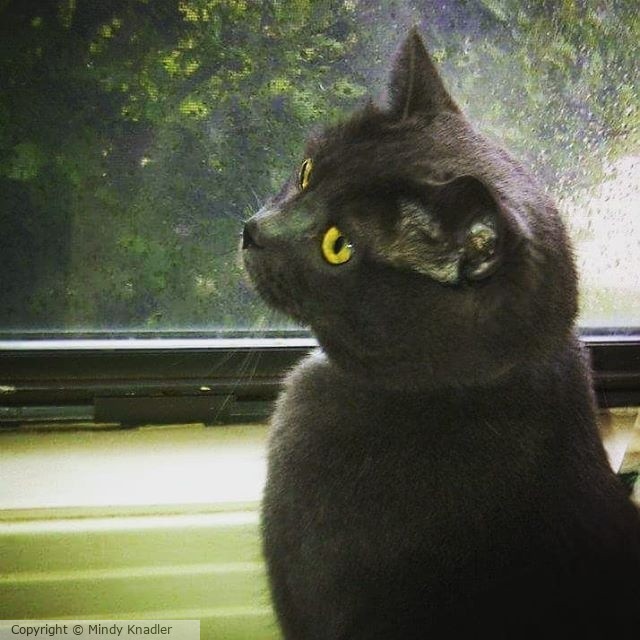my cat Jordon