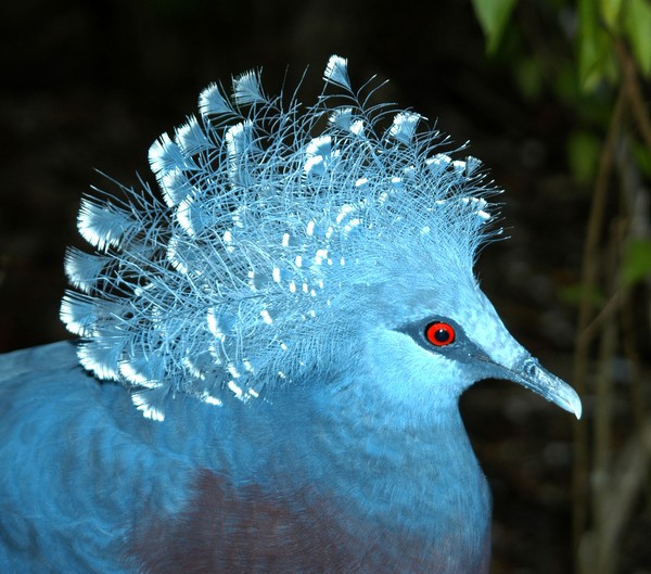 PNG Pigeon