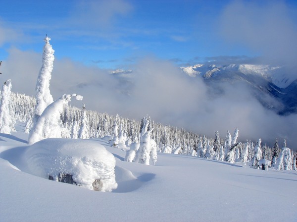 High Alpine Spruce Forest