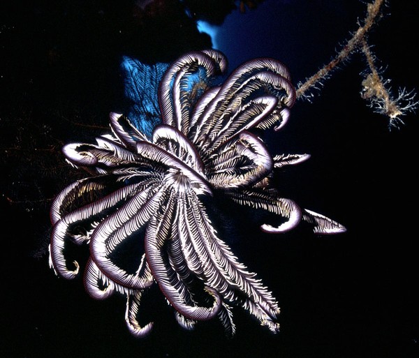 Crinoid/Soft Coral