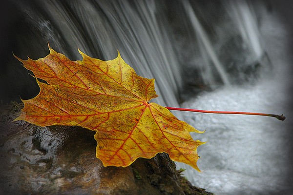 We All Fade As A Leaf