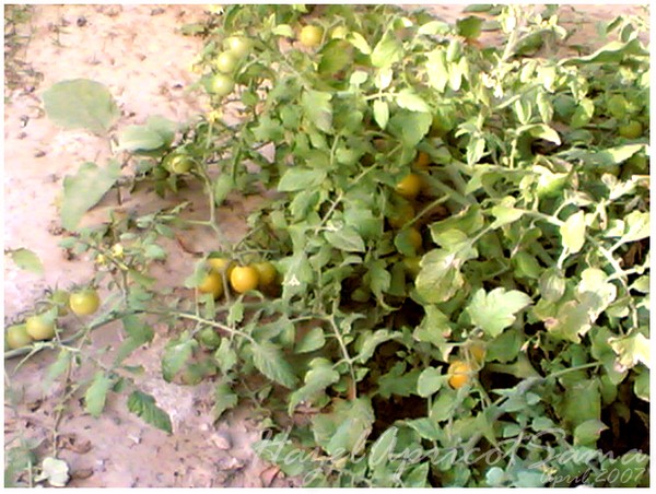 Tomatoes