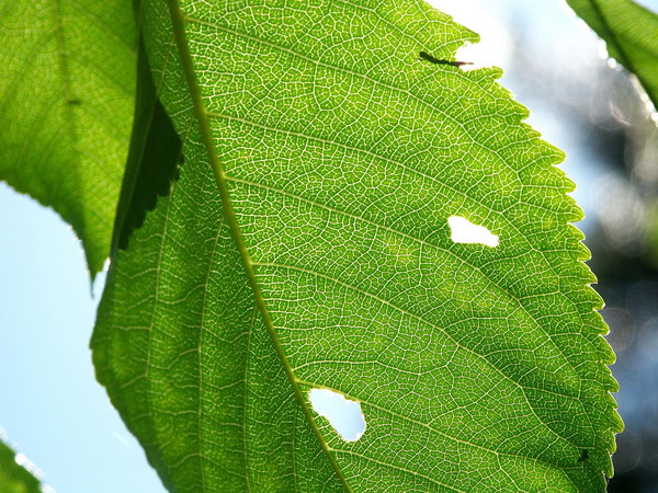 Chlorophyl