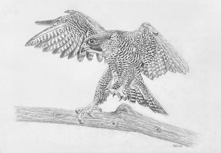 Peregrine Falcon B & W