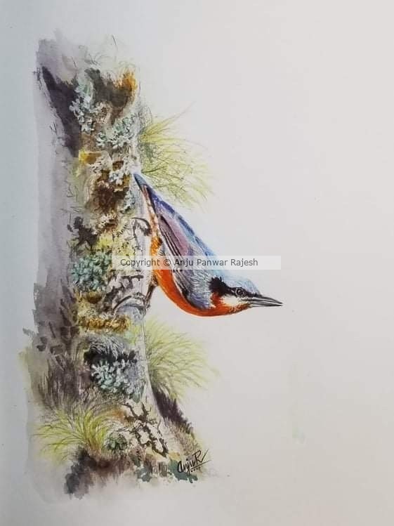 Chestnut bellied Nuthatch
