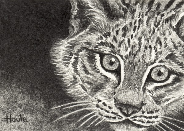 Curious Kitten - Canadian Lynx ACEO