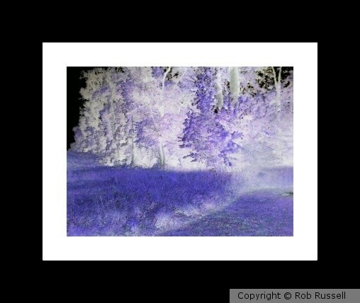 Purple Noise