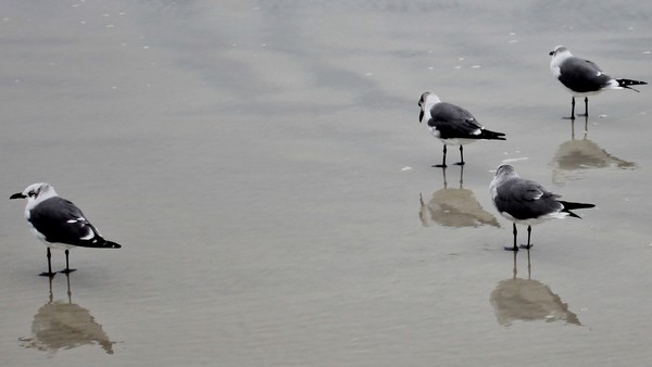 sand piper mirror