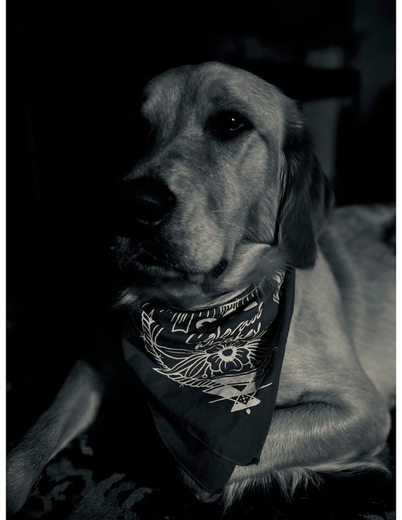Rosebud the Dog