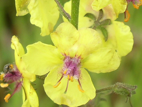 Yellow Wildflower