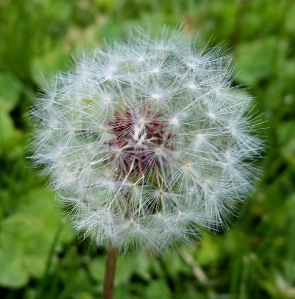 Dandelion bloom