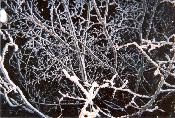 cold winter