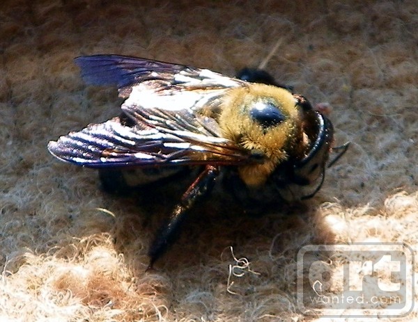 Bumble Bee Tuna
