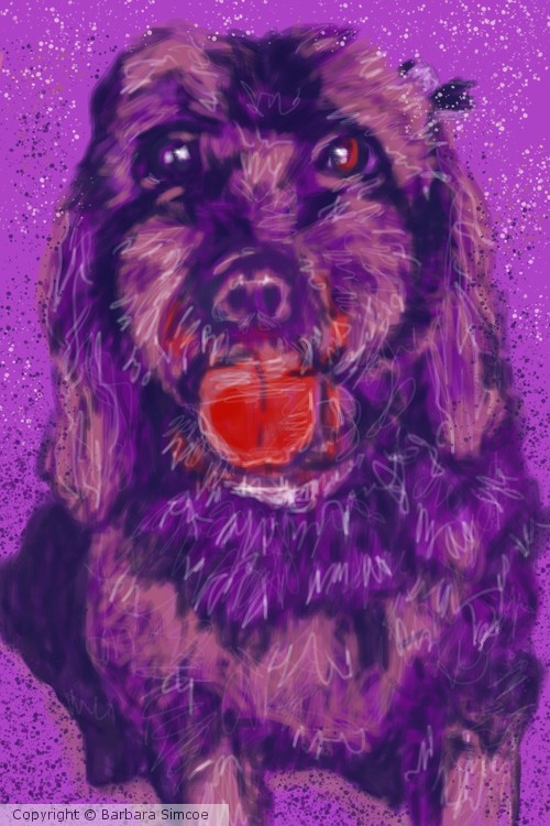 Party Labrapoodle