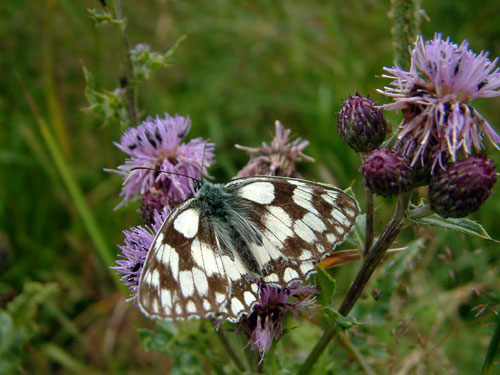 Marble White