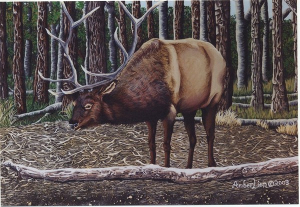 Yellowstone Elk Bull