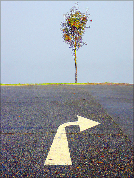 tree and arrow