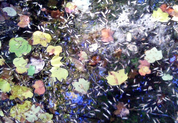 Reflections