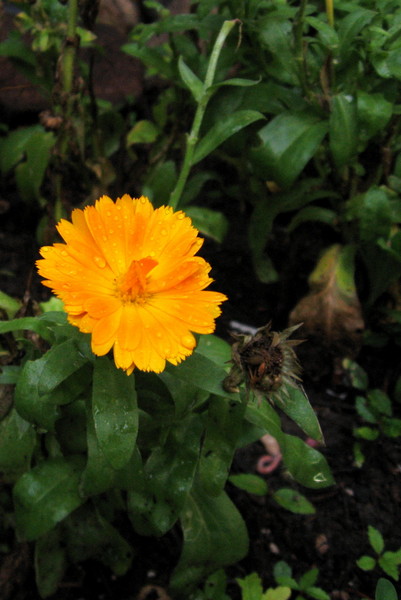 Baby Sunburst