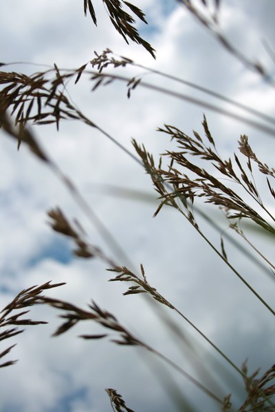 Summer Grass