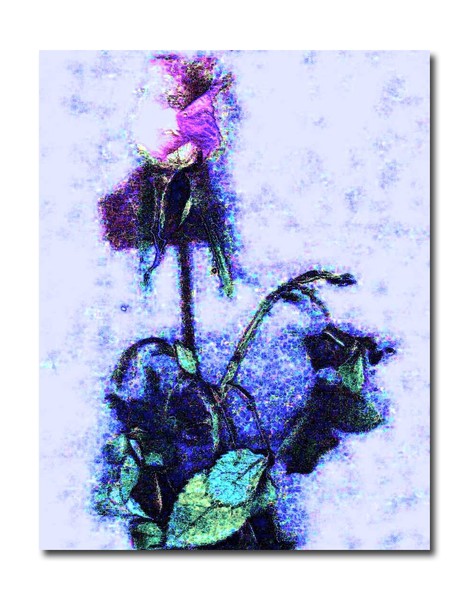 June.30 Rose