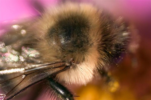 Study of a Bee I & II
