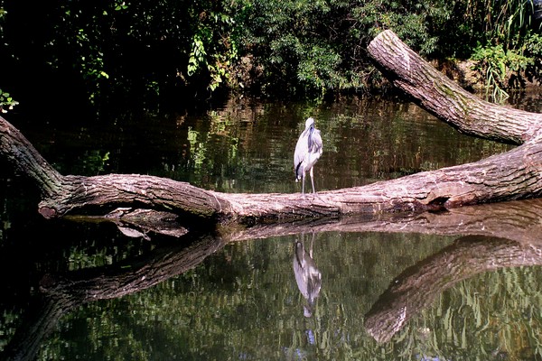 Basel Zoo (3)