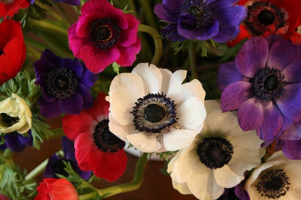 Anemones