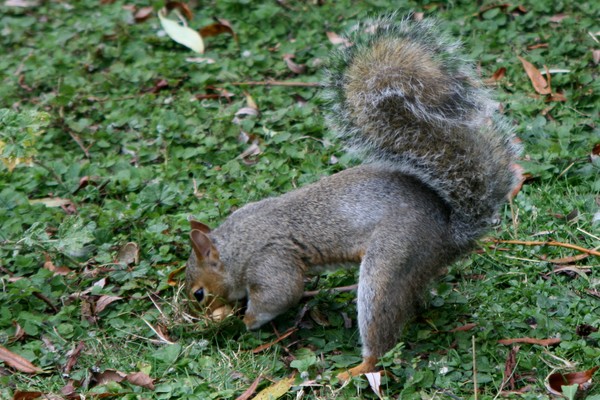 “You can't be friends with a squirrel!