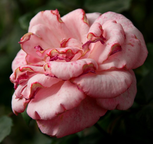 The rose that lives its little hour